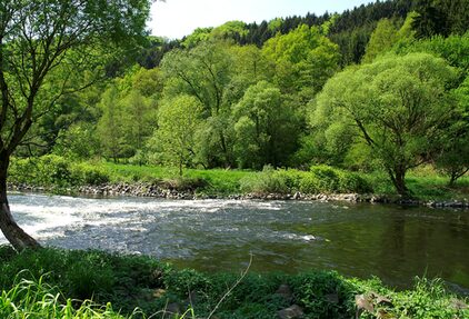 Das Siegufer: wertvolles Habitat für viele Arten